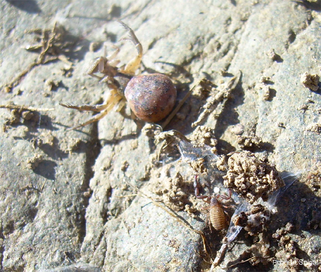 Thomisidae (probabilmente Xysticus sp.)